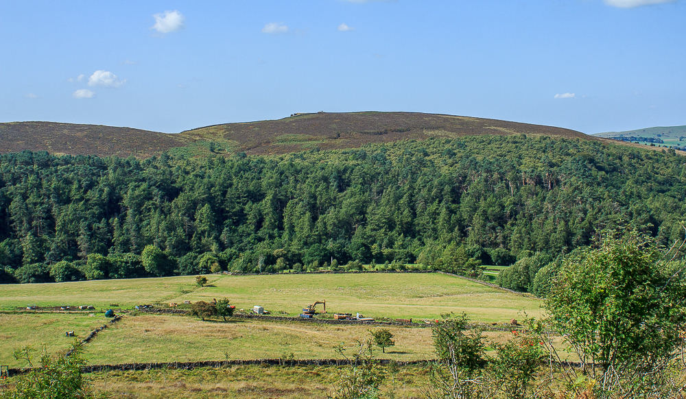 Back Forest